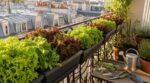 « Je pensais la saison terminée sur mon balcon » : ce semis de salades en jardinière en septembre produit jusqu'aux premières gelées