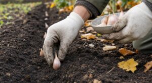 « Je pensais qu'il suffisait de planter l'ail fin octobre » : ce geste au moment d'enfoncer la gousse gâche la récolte d'été