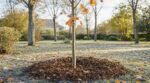 Jeunes arbres plantés en octobre : cette épaisseur de paillis évite gel, pourriture du tronc et mort de l'arbre