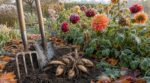 Les anciens fendaient toujours leurs dahlias après la gelée d'octobre : c'est grâce à ce geste que leurs massifs triplaient au printemps