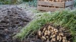 Les anciens ne déterraient jamais les crosnes avec les pommes de terre en automne : le gel de novembre change tout sous la terre