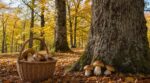 Les anciens ne réclamaient jamais le coin à cèpes du voisin : en octobre, c'est au pied des chênes qu'ils remplissaient leur panier