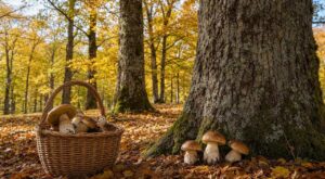 Les anciens ne réclamaient jamais le coin à cèpes du voisin : en octobre, c'est au pied des chênes qu'ils remplissaient leur panier