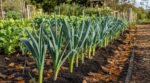 Les anciens ne ressemaient jamais leurs poireaux au potager : cette variété plantée fin septembre repousse toute seule pendant 5 ans
