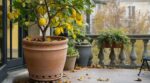Les anciens ne sortaient jamais le pulvérisateur pour leur citronnier en octobre : ce geste gratuit sous le pot sauvait tout l'arbre