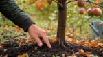 Les arboriculteurs n'en peuvent plus de le répéter : ce test du doigt au pied du jeune pommier fin octobre change tout avant l'hiver