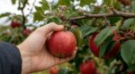Les arboriculteurs n'en peuvent plus de le répéter : tirer sur la pomme à la récolte en septembre détruit les fleurs de l'an prochain