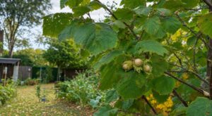 Les arboriculteurs n'en peuvent plus de le répéter : un noisetier bien vert qui ne donne que trois poignées en octobre n'est pas malade