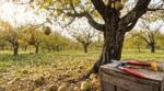 Les arboriculteurs supplient d'arrêter cette habitude d'automne avec le poirier, elle ruine la récolte du printemps