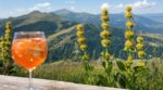 Les cueilleurs n'en peuvent plus de le répéter : la gentiane jaune du Massif central, indispensable au Spritz, met 25 ans à pousser