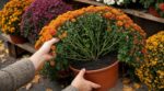 Les fleuristes n'en peuvent plus de le répéter : ce détail caché au cœur des chrysanthèmes en octobre évite qu'ils ne fanent en 3 semaines