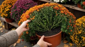 Les fleuristes n'en peuvent plus de le répéter : ce détail caché au cœur des chrysanthèmes en octobre évite qu'ils ne fanent en 3 semaines