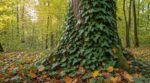 Les forestiers n'en peuvent plus de le répéter : le lierre qui grimpe sur un arbre depuis dix ans ne cherche absolument pas à l'étouffer