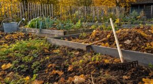 Les maraîchers n'en peuvent plus de le répéter : arracher les herbes du potager en octobre abîme le sol plus que le gel d'hiver