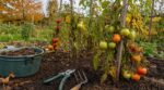 Les maraîchers n'en peuvent plus de le répéter : ces 3 gestes d'octobre sur les pieds de tomates évitent la facture salée du printemps