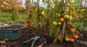 Les maraîchers n'en peuvent plus de le répéter : ces 3 gestes d'octobre sur les pieds de tomates évitent la facture salée du printemps