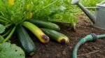 Les maraîchers n'en peuvent plus de le répéter : cet arrosage quotidien de juillet fait pourrir les courgettes au lieu de les sauver