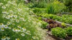 Les maraîchers n'en peuvent plus de le répéter : la camomille matricaire semée en mai protège le potager bien au-delà de la tisane
