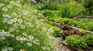 Les maraîchers n'en peuvent plus de le répéter : la camomille matricaire semée en mai protège le potager bien au-delà de la tisane