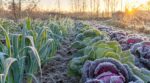 Les maraîchers n'en peuvent plus de le répéter : laisser les poireaux et les choux geler à -2 °C avant la récolte change tout leur goût