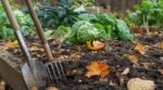 Les maraîchers n'en peuvent plus de le répéter : retourner la terre de son potager en automne détruit le travail des vers tout l'hiver