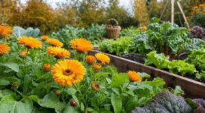 Les maraîchers n'en peuvent plus de le répéter : semer des soucis au potager en octobre change tout contre les pucerons dès mars