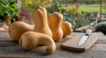 Les maraîchers n'en peuvent plus de le répéter : une courge butternut déformée en octobre ne doit jamais être cuisinée sans ce test