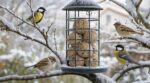 Les ornithologues de la LPO n'en peuvent plus de le répéter : ce détail sur les boules de graisse blesse les mésanges dès novembre
