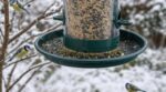 Les ornithologues n'en peuvent plus de le répéter : ce test de 30 secondes au fond de la mangeoire sauve les mésanges dès janvier