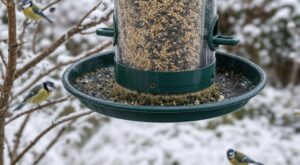 Les ornithologues n'en peuvent plus de le répéter : ce test de 30 secondes au fond de la mangeoire sauve les mésanges dès janvier