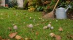 Les paysagistes n'en peuvent plus de le répéter : arracher les champignons de sa pelouse en octobre prive la terre de son meilleur allié
