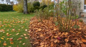 Les paysagistes n'en peuvent plus de le répéter : jeter les feuilles mortes en octobre prive les rosiers d'un paillage vital contre le gel