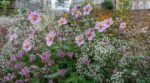 Les paysagistes n'en peuvent plus de le répéter : l'anémone du Japon et le tricyrtis transforment un massif jusqu'au gel de novembre
