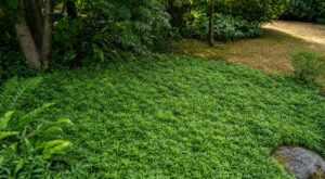Les paysagistes n'en peuvent plus de le répéter : le muguet du Japon remplace le gazon et reste bien vert sans tonte dès le mois de juin