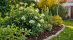 Les paysagistes n'en peuvent plus de le répéter : planter un oranger du Mexique dès septembre garantit un jardin autonome tout l'été