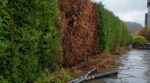 Les paysagistes n'en peuvent plus de le répéter : si une haie de thuyas brunit avec la pluie en octobre, ce ravageur creuse le bois