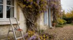 Les paysagistes n'en peuvent plus de le répéter : tailler ce bois précis sur une glycine en automne la prive de fleurs durant 3 ans