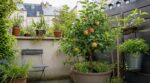 Les pépiniéristes n'en peuvent plus de le répéter : acheter un pommier nain sans vérifier ce détail condamne un petit jardin en 5 ans