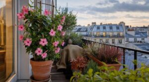 Les pépiniéristes n'en peuvent plus de le répéter : attendre le gel pour rentrer son dipladénia en pot condamne les racines dès 10 °C