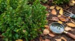 Les pépiniéristes n'en peuvent plus de le répéter : ce contrôle de la pyrale du buis en octobre sauve les massifs bien plus qu'au printemps