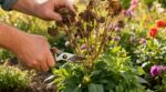 Les pépiniéristes n'en peuvent plus de le répéter : ce geste de coupe à 1 cm du nœud relance les dahlias grillés dès septembre