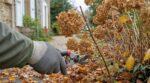 Les pépiniéristes n'en peuvent plus de le répéter : ce réflexe de novembre sur les hortensias détruit toute la floraison de l'été prochain