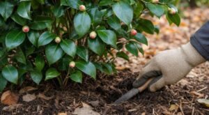 Les pépiniéristes n'en peuvent plus de le répéter : ce test de 5 cm au pied du camélia avant l'hiver empêche ses boutons de tomber