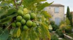 Les pépiniéristes n'en peuvent plus de le répéter : ce tri très précis des figues vertes en octobre sauve la récolte de l'été prochain
