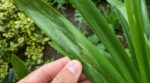 Les pépiniéristes n'en peuvent plus de le répéter : ces traînées argentées sur les agapanthes en août trahissent l'attaque de thrips