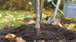 Les pépiniéristes n'en peuvent plus de le répéter : cette erreur sur le tronc lors des plantations d'octobre condamne un pommier en 3 ans