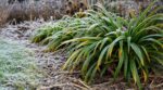 Les pépiniéristes n'en peuvent plus de le répéter : couper le feuillage jauni des agapanthes en novembre est la pire erreur avant l'hiver