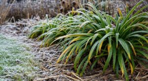 Les pépiniéristes n'en peuvent plus de le répéter : couper le feuillage jauni des agapanthes en novembre est la pire erreur avant l'hiver