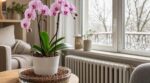 Les pépiniéristes n'en peuvent plus de le répéter : face au chauffage en plein hiver, ce lit de billes d'argile sauve les orchidées