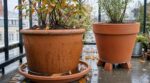Les pépiniéristes n'en peuvent plus de le répéter : laisser la soucoupe sous les plantes en pot en octobre fait pourrir toutes les racines